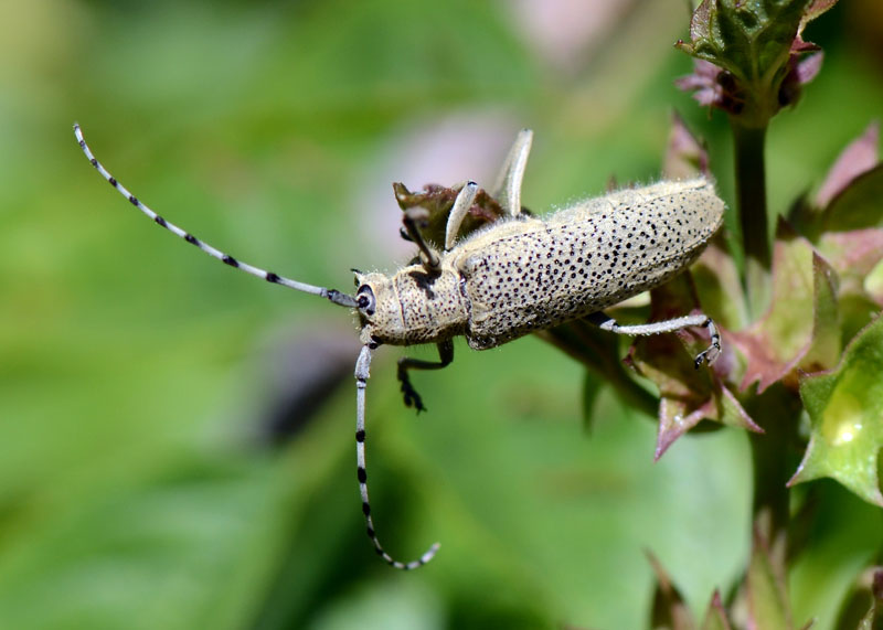 Cerambycidae Saperda carcharias? no. - Saperda similis